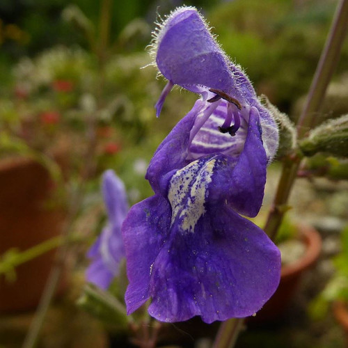 SALVIA INTERRUPTA seed image