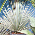 YUCCA RIGIDA seed image