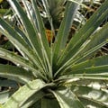 PUYA COERULEA var. VIOLACEA seed image