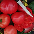 TOMATO BEEFSTEAK seed image