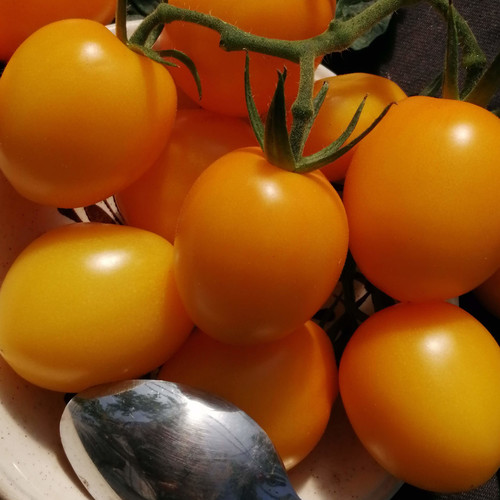 TOMATO DE BARAO GOLD seed image