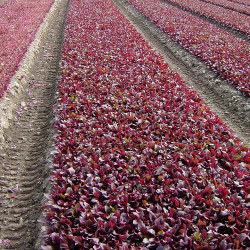 BEETROOT BEET LEAF BULLS BLOOD SCARLETTA seed image