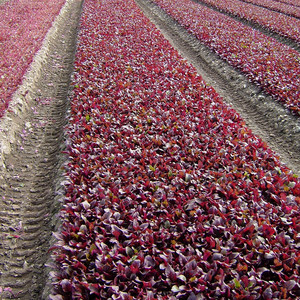 BEETROOT BEET LEAF BULLS BLOOD SCARLETTA seed image