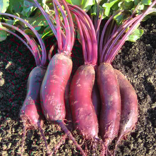 BEETROOT ALTO F1 seed image