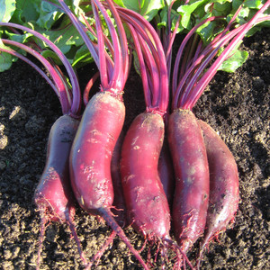 BEETROOT ALTO F1 seed image