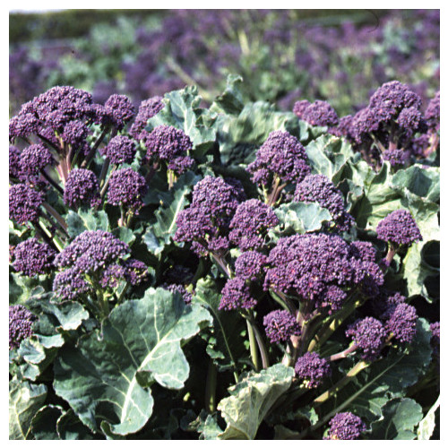 BROCCOLI RUDOLPH seed image