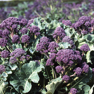 BROCCOLI RUDOLPH seed image