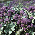 BROCCOLI RUDOLPH seed image