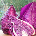 CABBAGE KALIBOS RED seed image
