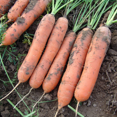 CARROT MARION F1 seed image