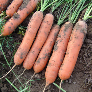 Garden Vegetables Hybrid Carrots - 300 Seeds Fly away F1 Carrot 