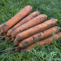 CARROT NOMINATOR F1 seed image