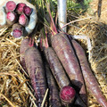 CARROT PURPLE SUN F1 seed image