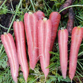 CARROT RUBY PRINCE F1 seed image