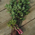 CELERY GIANT RED seed image