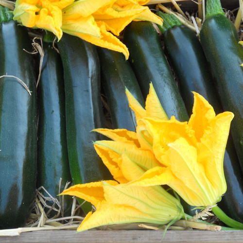 COURGETTE DARKO F1 seed image