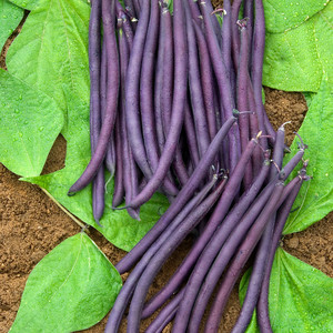 BEAN AMETHYST (DWARF FRENCH) seed image