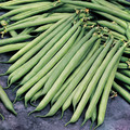 BEAN SAFARI (DWARF FRENCH) seed image