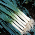 LEEK TADORNA seed image