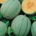 MELON BLENHEIM ORANGE seed image