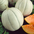 MELON CHARENTAIS seed image