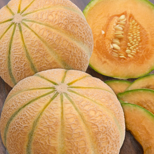 MELON MALAGA F1 seed image