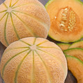 MELON MALAGA F1 seed image