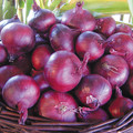 ONION NORTH HOLLAND BLOOD RED seed image