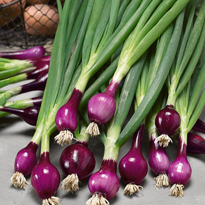 RHS Award Winner Spring Onion Plants Lila 6 X Medium