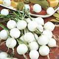 ONION PARIS SILVERSKIN seed image