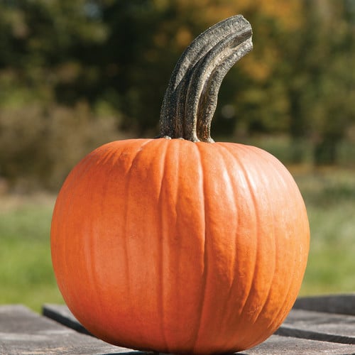 PUMPKIN CINNAMON GIRL seed image