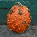 PUMPKIN GOOSEBUMPS seed image