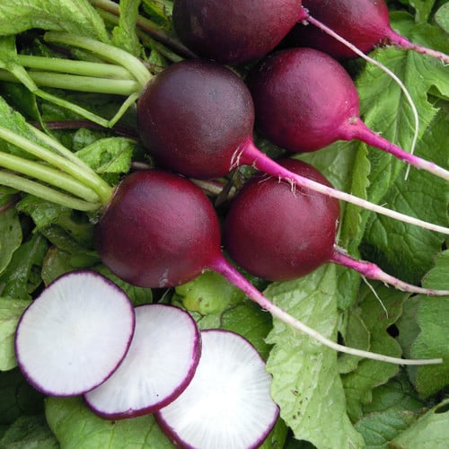 RADISH MALAGA VIOLET seed image