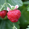 STRAWBERRY MIGNONETTE seed image