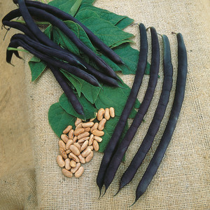 BEAN COSSE VIOLETTE (CLIMBING FRENCH) seed image