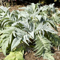 ARTICHOKE BIANCO AVORIO seed image