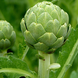 ARTICHOKE GREEN GLOBE seed image