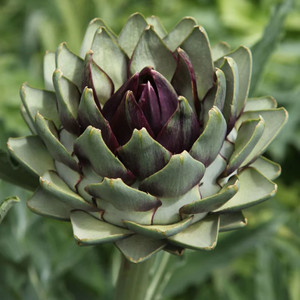 ARTICHOKE ROMANESCO seed image