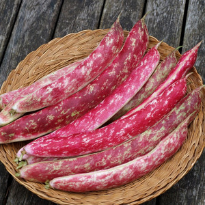 BEAN BORLOTTO LINGUA DI FUOCO 2 (CLIMBING FRENCH) seed image