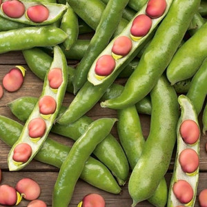 BEAN KARMAZYN (BROAD) seed image