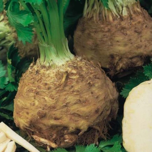 CELERIAC GIANT PRAGUE seed image