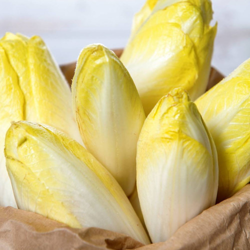 CHICORY BRUSSELS WITLOOF seed image