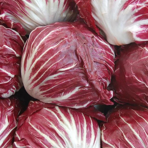 CHICORY ROSSA DI VERONA seed image