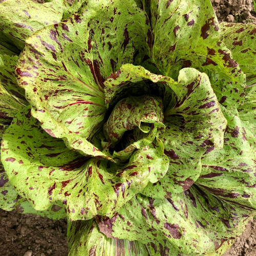 CHICORY VARIEGATA DI CASTELFRANCO seed image