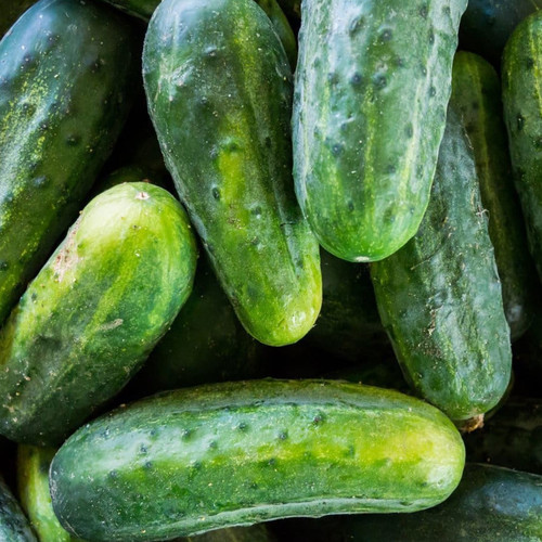 CUCUMBER GHERKIN NATIONAL seed image