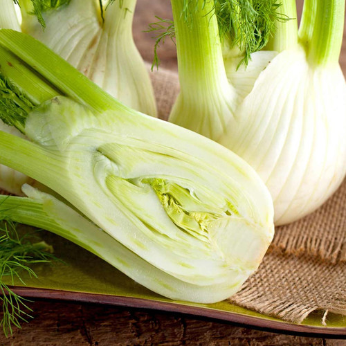 HERB FENNEL SWEET FLORENCE seed image