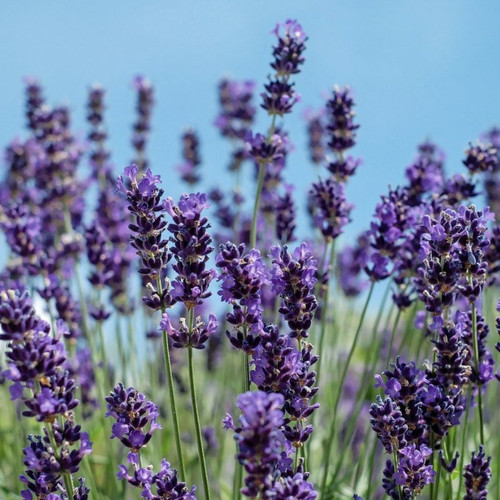 HERB LAVENDER VERA seed image