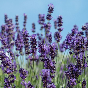 HERB LAVENDER VERA seed image