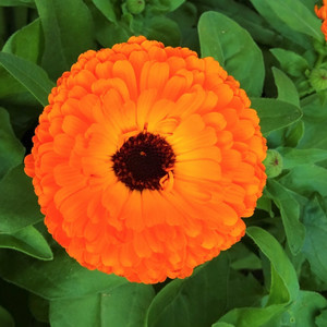 HERB POT MARIGOLD seed image