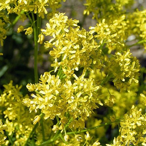 HERB WOAD seed image